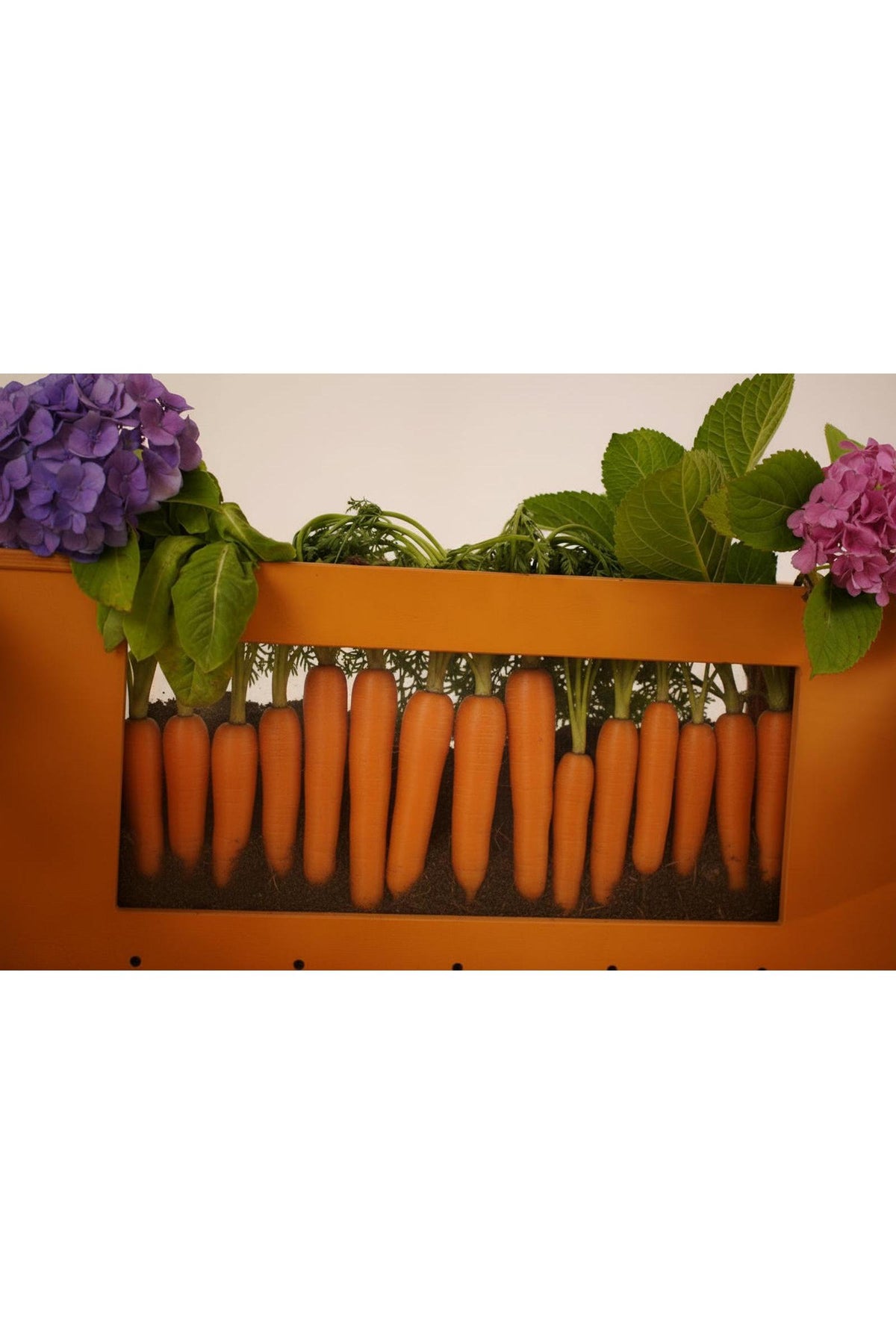 A close-up of vibrant orange carrots growing in soil, framed by green leaves and purple hydrangeas. The image showcases a colorful and lively garden scene, emphasizing natural beauty.